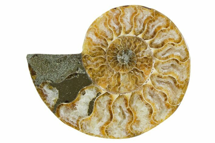 Cut & Polished Ammonite Fossil (Half) - Madagascar #354186